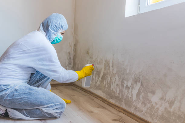 Licensed Commercial Mold Remediation service in Sparta, MI - 24 Hour Mold Removal