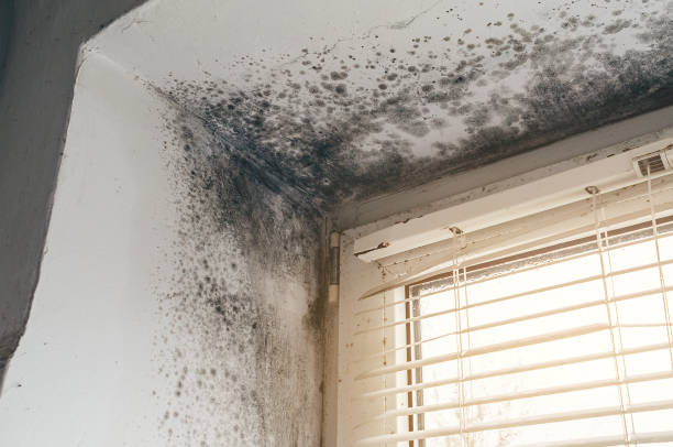 Affordable Commercial Mold Remediation solutions in Sparta, MI